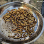 Überlebenstraining Insekten essen