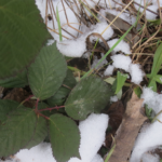 Survival Pflanzen Nahrung Winter