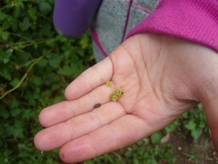 Kinder-Kräuter-Tag: Kind zeigt Samen und Sprossen